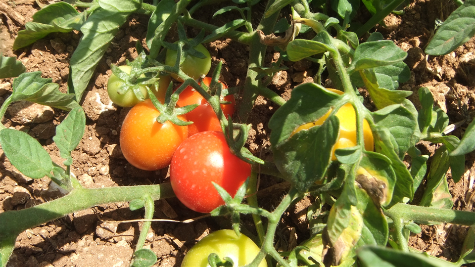 Tomate Fiaschetto de Torre Guaceto-Apuliatv