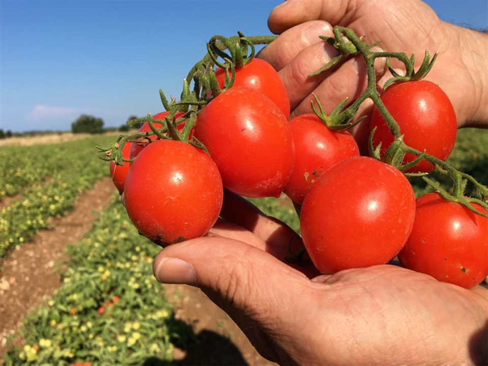 Tomate Fiaschetto de Torre Guaceto-Apuliatv