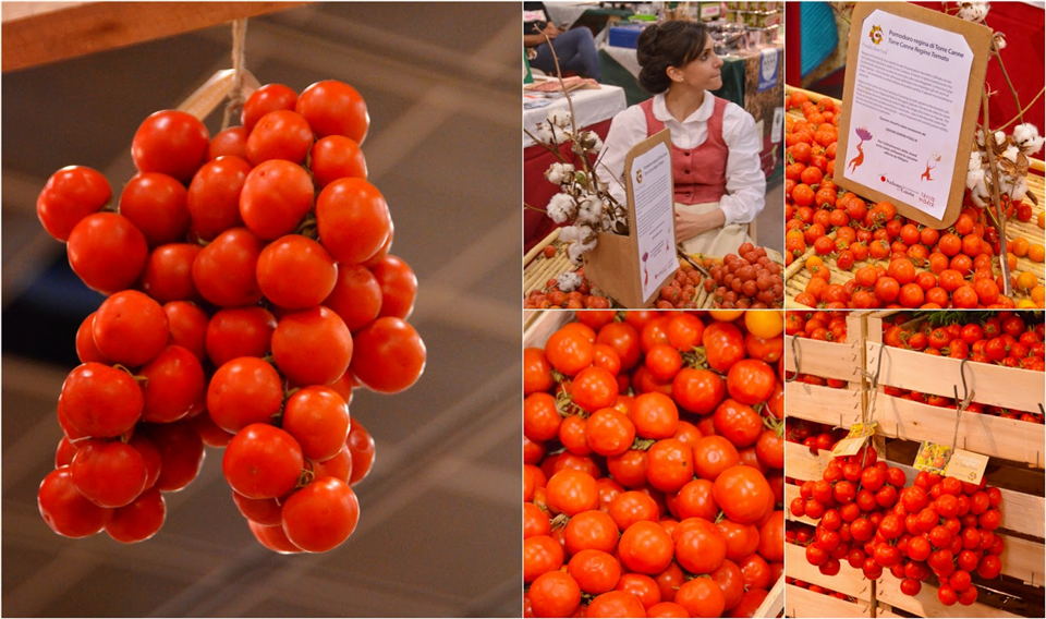 Tomato Regina from Torre canne-Apuliatv