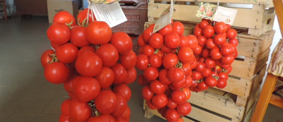 Tomato Regina from Torre canne-Apuliatv