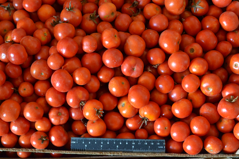 Pomodoro Regina di Torre Canne-Apuliatv