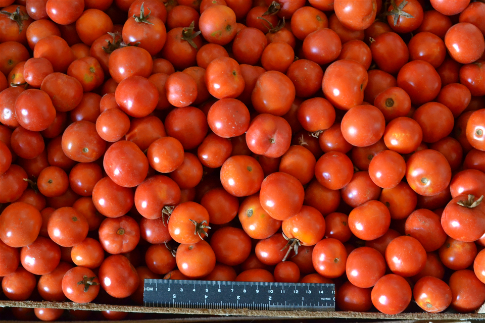 Tomato Regina from Torre canne-Apuliatv