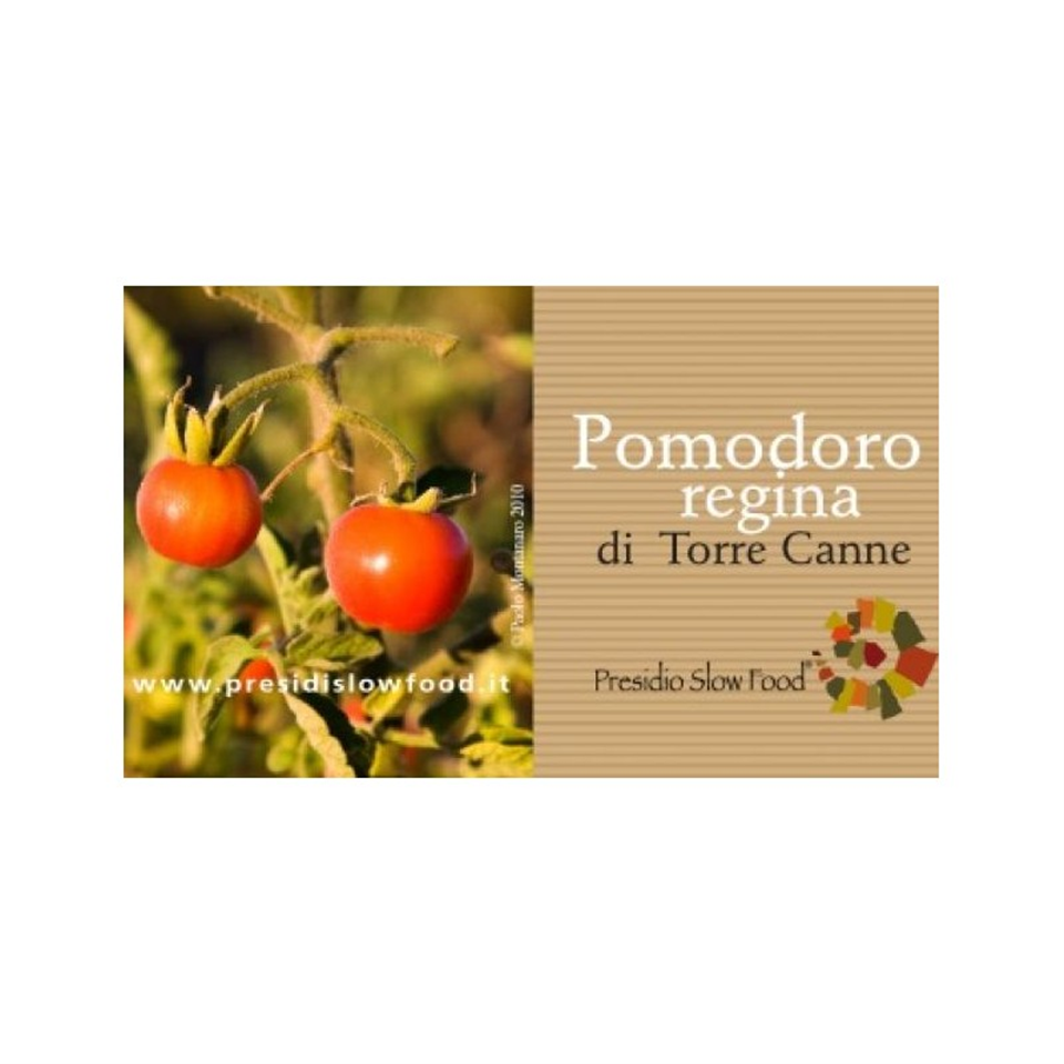 Tomato Regina from Torre canne-Apuliatv