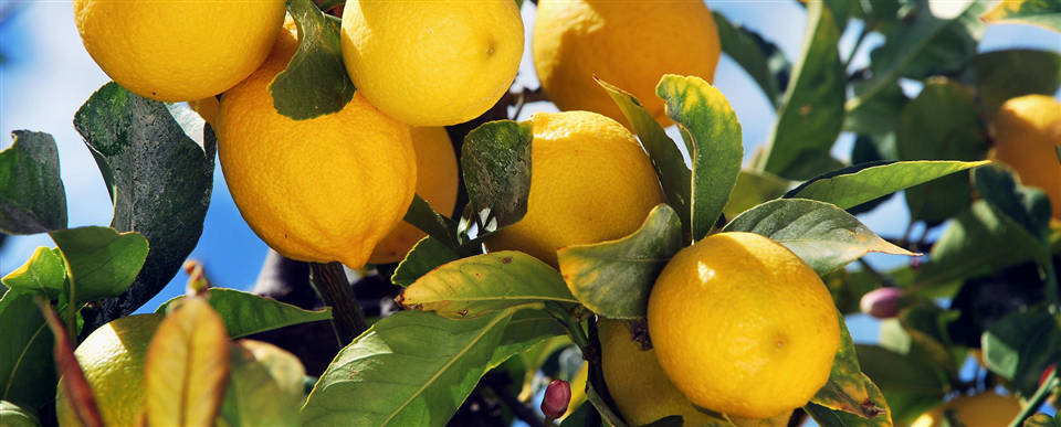 Gargano citrus fruits -Apuliatv