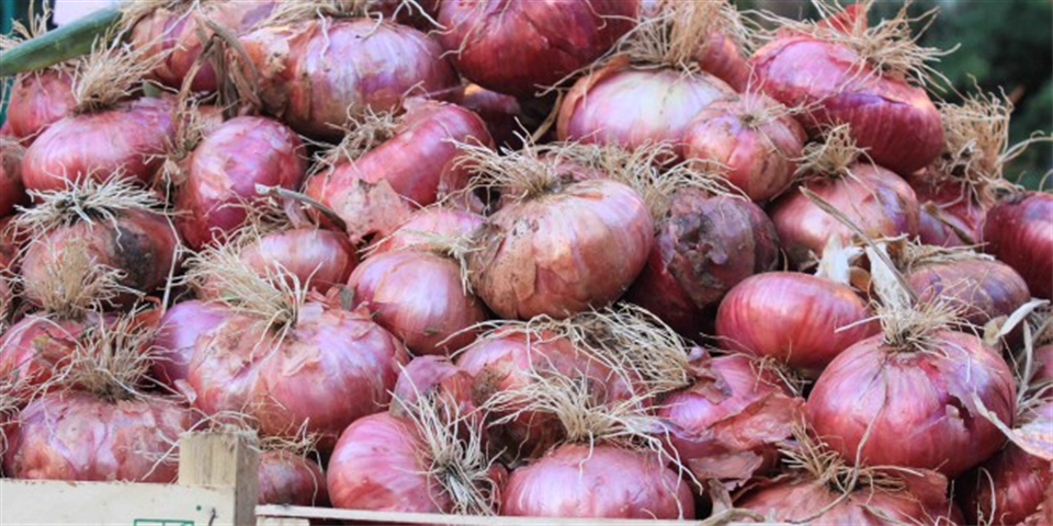 Cebolla Rosa de Acquaviva delle Fonti-Apuliatv