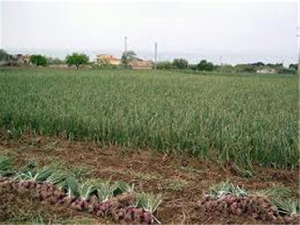 Red Onion from Acquaviva delle Fonti -Apuliatv