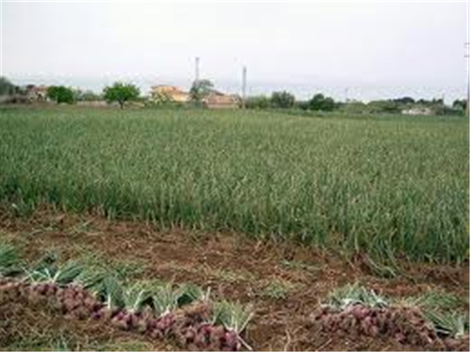 Cebolla Rosa de Acquaviva delle Fonti-Apuliatv