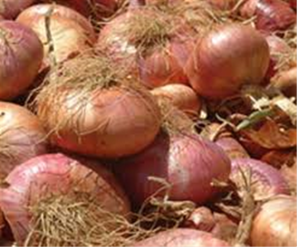Cebolla Rosa de Acquaviva delle Fonti-Apuliatv