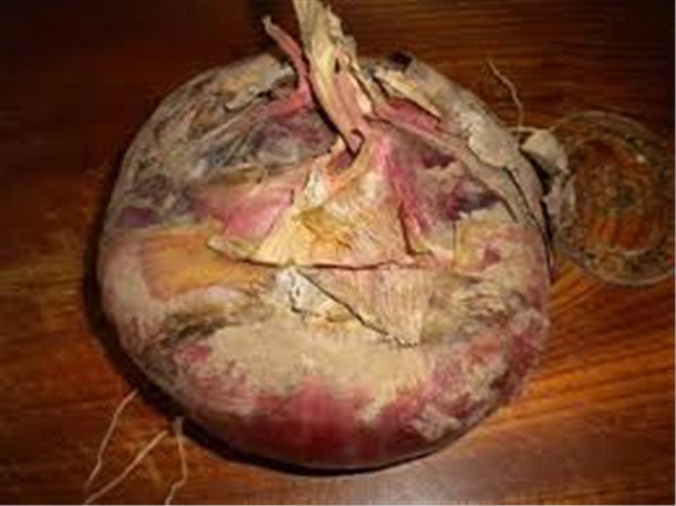 Cebolla Rosa de Acquaviva delle Fonti-Apuliatv