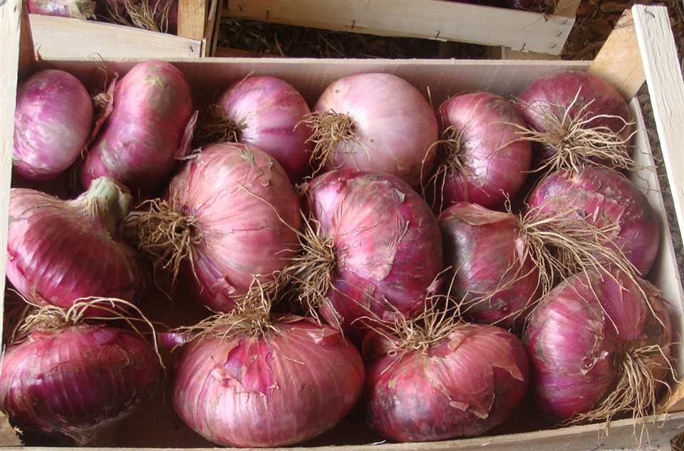 Cebolla Rosa de Acquaviva delle Fonti-Apuliatv