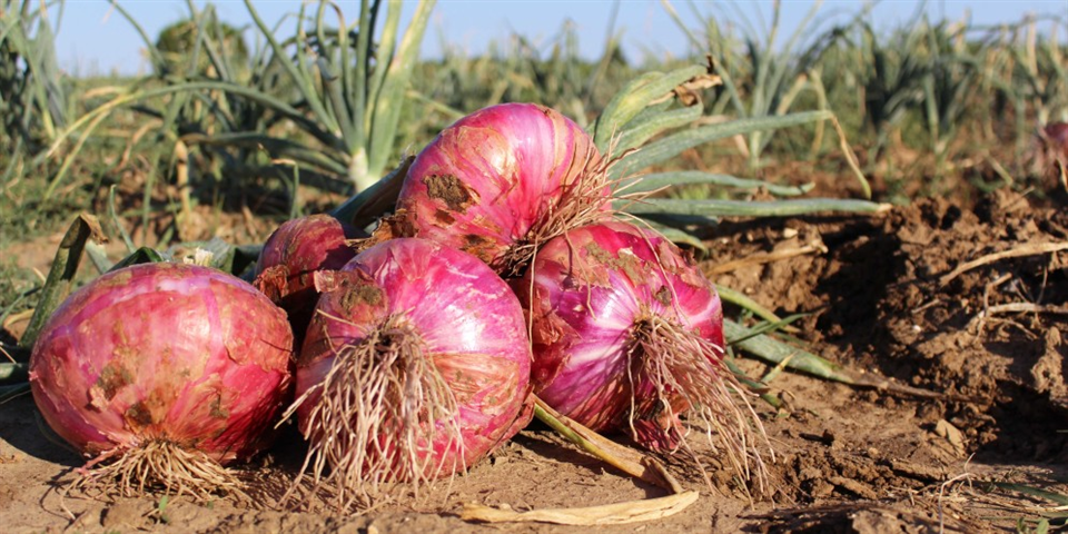 Cebolla Rosa de Acquaviva delle Fonti-Apuliatv