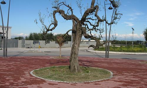 San Ferdinando di Puglia-Apuliatv