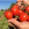 Tomate Fiaschetto de Torre Guaceto-Apuliatv