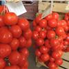 Tomato Regina from Torre canne-Apuliatv