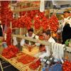 Tomato Regina from Torre canne-Apuliatv