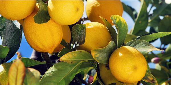 Gargano citrus fruits -Apuliatv