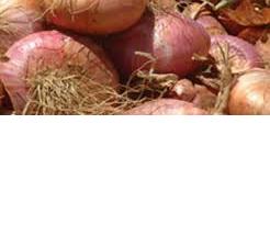 Cebolla Rosa de Acquaviva delle Fonti-Apuliatv