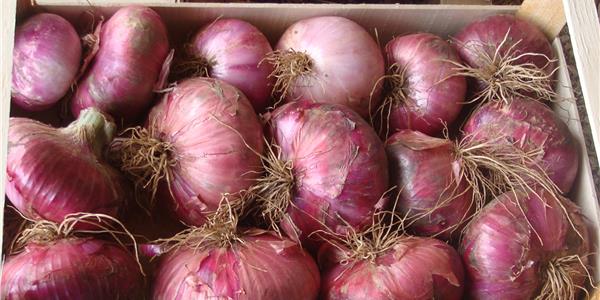 Cebolla Rosa de Acquaviva delle Fonti-Apuliatv