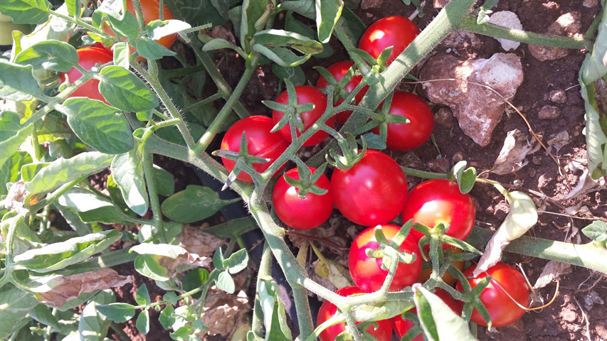 Tomate Fiaschetto de Torre Guaceto-Apuliatv