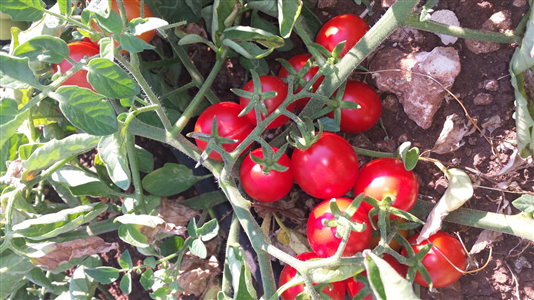 Pomodoro Fiaschetto di Torre Guaceto