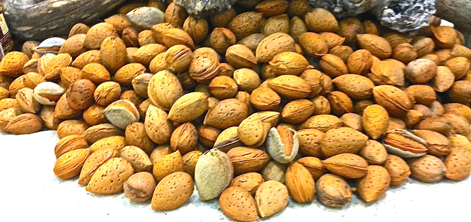 Almond of TORITTO -Apuliatv