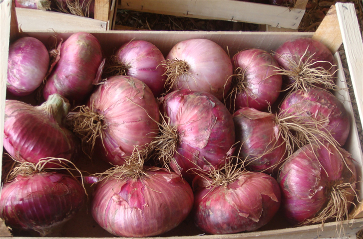 Cebolla Rosa de Acquaviva delle Fonti-Apuliatv