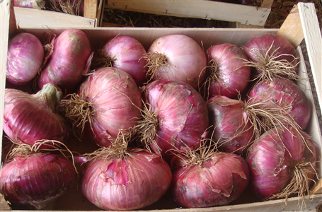 Cipolla Rossa di Acquaviva delle Fonti
